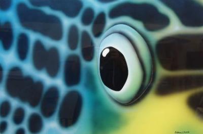 Oblique-Lined Sweetlips