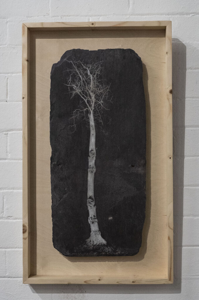 A Very Special Tree – Large Cyanotype on canvas
